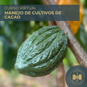 CURSO VIRTUAL: MANEJO TÉCNICO DEL CULTIVO DEL CACAO.