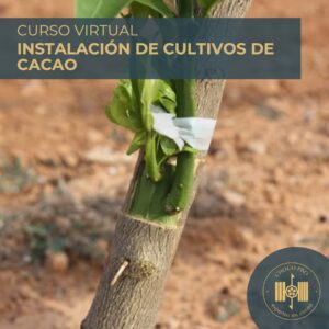 CURSO VIRTUAL: INSTALACIÓN DE CULTIVO DEL CACAO
